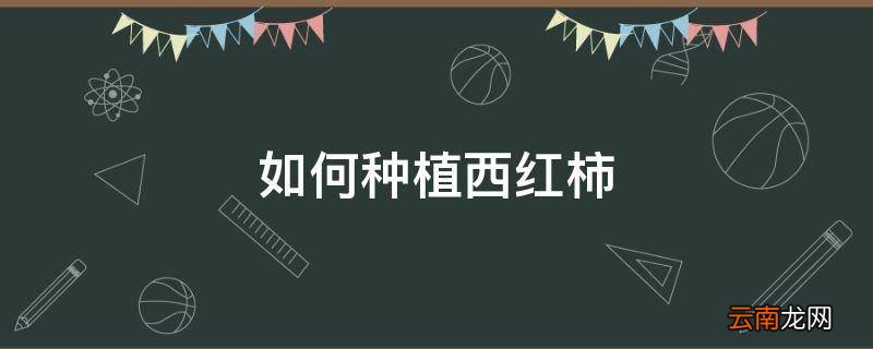 如何种植西红柿