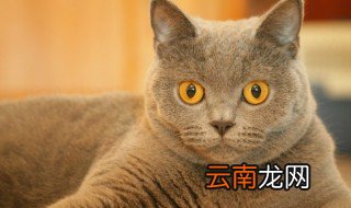 猫的外形特点 猫的外形特点有什么