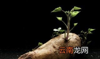 长芽的番薯怎么种 番薯发芽了怎么种盆栽