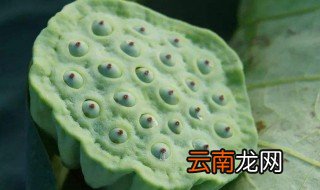 莲蓬怎么保存新鲜 莲蓬如何保鲜