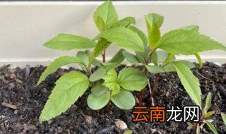 种的苹果种子发芽了怎么办 苹果种子怎么种才能发芽