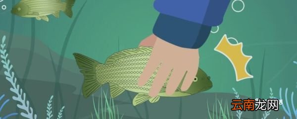 清江鱼是海鱼还是河鱼 清江鱼是海鱼吗