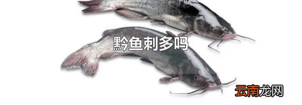 黔鱼刺多吗
