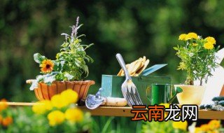 家里养花蚂蚁多怎么灭绝 家养的花有蚂蚁怎么办