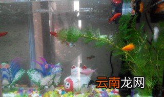 孔雀鱼用什么水养 孔雀鱼怎么养水