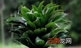 太阳神花水养怎么养，太阳花怎样水养