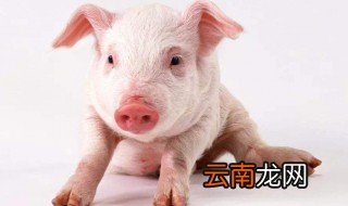 做梦梦到猪是什么意思 做梦梦到猪是啥意思