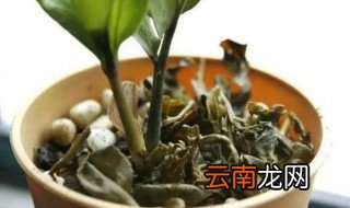 家里过期的茶叶怎么用来养花 过期茶叶可以养什么花