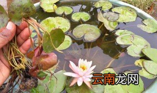 养睡莲的水长虫怎么办，睡莲水里长了线虫