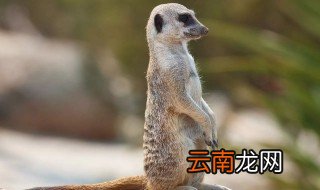 狐獴怎么读 狐獴是什么