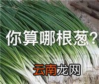 你算哪块小饼干什么意思？你算哪块小饼干表情包分享