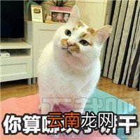 你算哪块小饼干什么意思？你算哪块小饼干表情包分享
