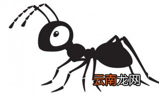 家里的盆栽有蚂蚁怎么办 家里养花的盆里有蚂蚁怎么办