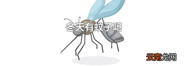 冬天有蚊子吗