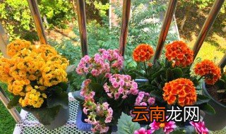 家里养花不长怎么办，室内养花不长怎么办