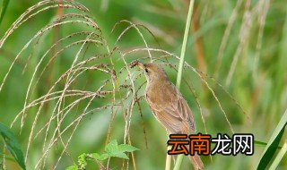 水蒲苇莺怎么养 水蒲苇莺怎么养才能上手