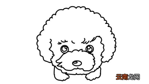 卷毛狗简笔画 卷毛狗简笔画怎么画