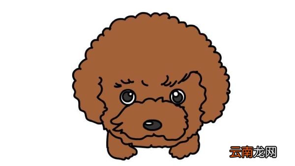 卷毛狗简笔画 卷毛狗简笔画怎么画