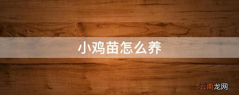 小鸡苗怎么养
