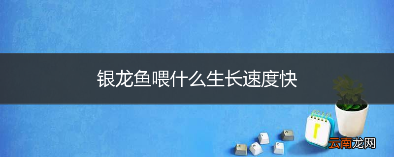 银龙鱼喂什么生长速度快