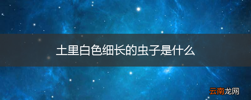 土里白色细长的虫子是什么
