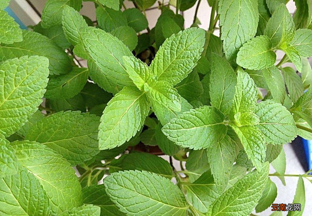新鲜的薄荷叶可以泡水喝吗