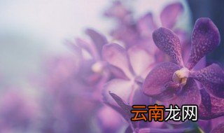 君子兰的果实怎么种植 君子兰在果子里发芽了怎么种