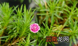康奶昔的花语 康奶昔花语介绍