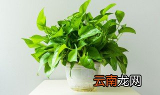 绿萝发芽了怎么种，绿萝怎么发新芽