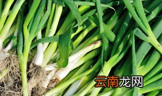 大蒜子发芽了怎么种蒜苗，大蒜生芽了怎么生蒜苗