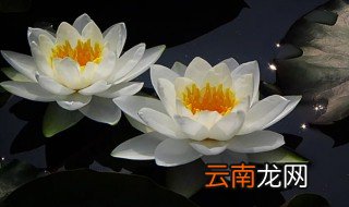 睡莲发芽到什么程度才可以移植 睡莲种发芽了怎么种