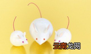 老鼠怕什么味道 老鼠怕什么气味