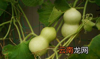 葫芦泡发芽了怎么种 葫芦种发芽用水泡吗