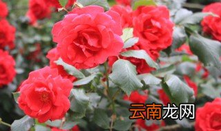 月季花盆栽方法 月季花栽培方法