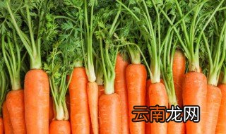 胡萝卜发芽了后种下去能长出来么 怎么种发芽了的胡萝卜