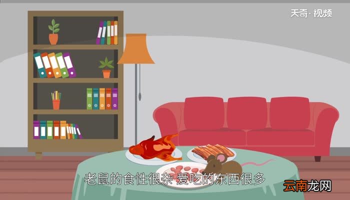 老鼠会咬人吗 老鼠怕什么