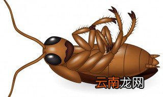 大蟑螂和小蟑螂的区别 大蟑螂和小蟑螂的区别介绍