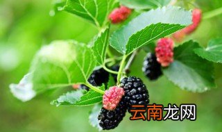 桑葚没吃完怎么保存 桑葚没吃完的保存方法