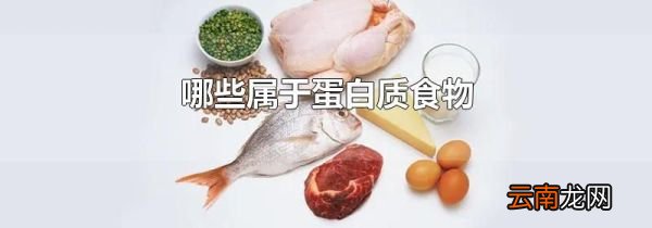 哪些属于蛋白质食物
