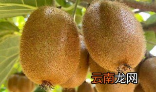 怎样使猕猴桃快速变软 如何使猕猴桃快速变软