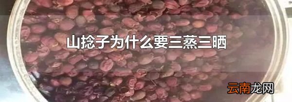山捻子为什么要三蒸三晒