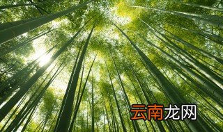 竹子上的白灰有什么用 竹子上的白灰的作用是什么