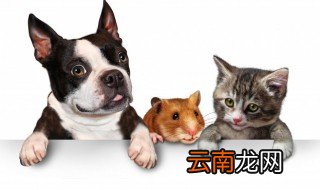 叼怎么读 叼的含义