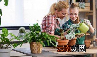 八种植物招财又旺宅还好养 哪种植物招财又旺宅