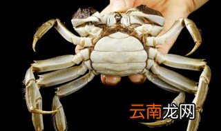 螃蟹膏是苦的怎么回事 螃蟹膏是苦的原因