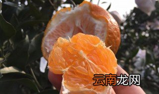 耙耙柑如何保存长久 如何保存耙耙柑
