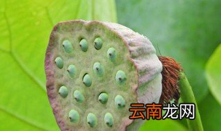 莲蓬可以放冰箱保存吗 莲蓬放冰箱存放行吗