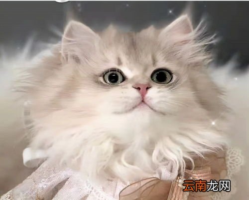 猫咪呼吸急促,猫呼吸急促怎么回事