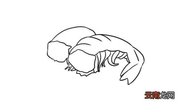 小虾的简笔画步骤小虾的简笔画教程