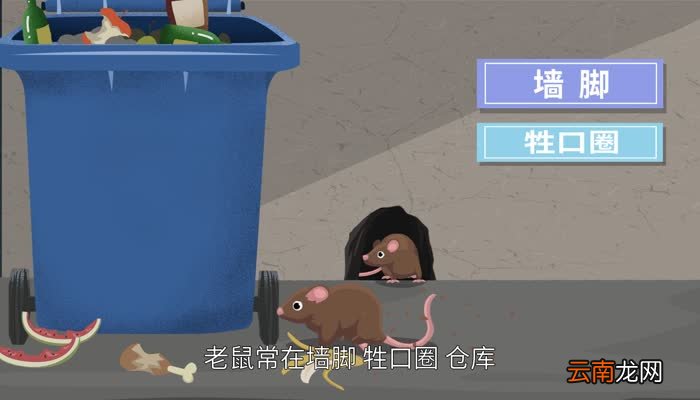 老鼠怕什么气味 老鼠惧怕什么气味